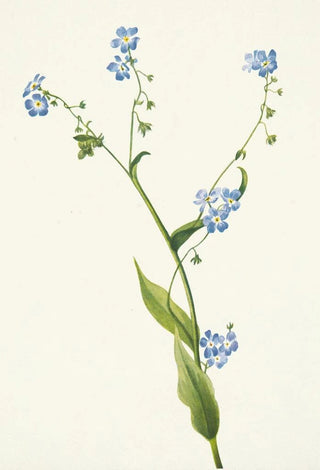 Mary Vaux Walcott - Burforgetmenot Lappula diffusa.webp