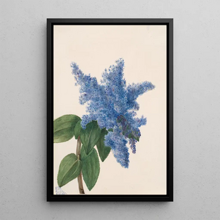 Mary Vaux Walcott - California Lilac Ceanothus thyrsiflorus.webp