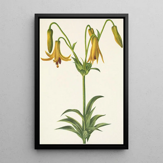 Mary Vaux Walcott - Canada Lily Lilium canadense.webp