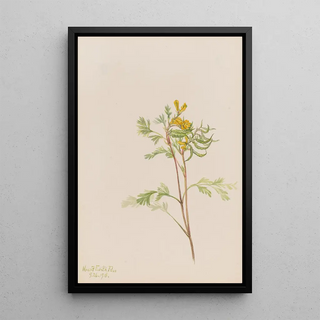 Mary Vaux Walcott - Capnoides aureum.webp