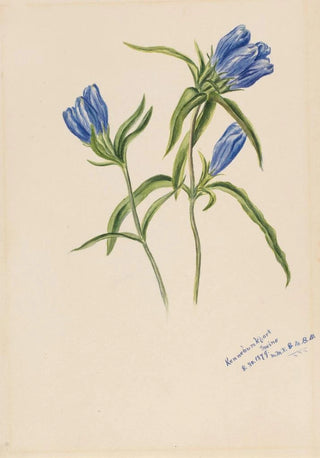 Mary Vaux Walcott - Closed Gentian Gentiana andrewskii.webp