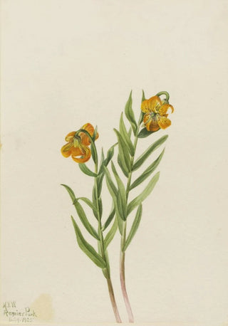 Mary Vaux Walcott - Columbia Lily Lilium columbianum.webp