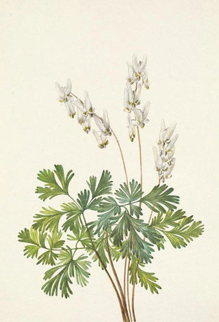 Mary Vaux Walcott - Dutchmansbreeches Bikukulla cucullaria.webp