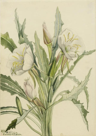 Mary Vaux Walcott - Evening Primrose Pachyoplus hirsutus.webp