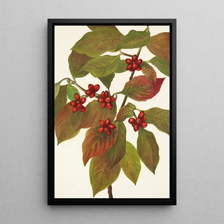 Mary Vaux Walcott - Flowering Dogwood fruit Cornus florida.webp