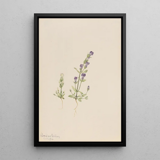 Mary Vaux Walcott - Gentiana propingua.webp