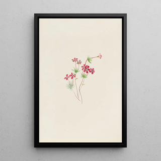 Mary Vaux Walcott - Gilia linanthus parviflorus.webp