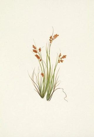Mary Vaux Walcott - Golden Sedge Carex aurea.webp
