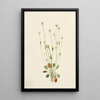 Mary Vaux Walcott - Gray Ragwort Senecio canus.webp