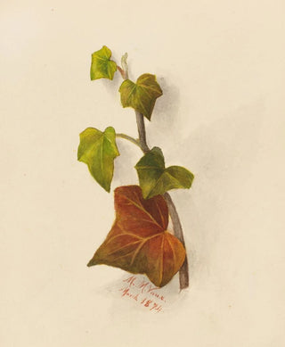 Mary Vaux Walcott - Ivy.webp