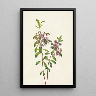 Mary Vaux Walcott - Lambkill Kalmia angustifolia.webp