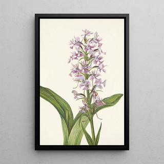 Mary Vaux Walcott - Large Purple Fringeorchid Habenaria grandiflora (Case Conflict).webp