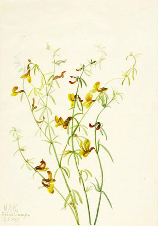 Mary Vaux Walcott - Lotus puberulus.webp