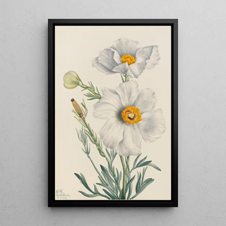 Mary Vaux Walcott - Matilija Poppy Romneya coulteri.webp