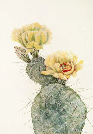 Mary Vaux Walcott - Missouri Pricklypear Opuntia polyacantha.webp