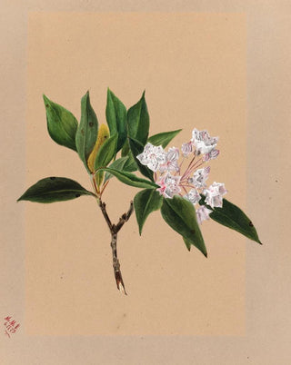 Mary Vaux Walcott - Mountain Laurel Kalmia latifolia.webp