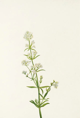 Mary Vaux Walcott - Northern Bedstraw Galium boreale.webp