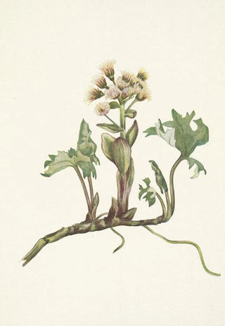 Mary Vaux Walcott - Northern Butterbur Petasites hyperboreus.webp