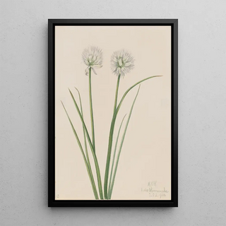 Mary Vaux Walcott - Northern Onion Allium sibiricum.webp