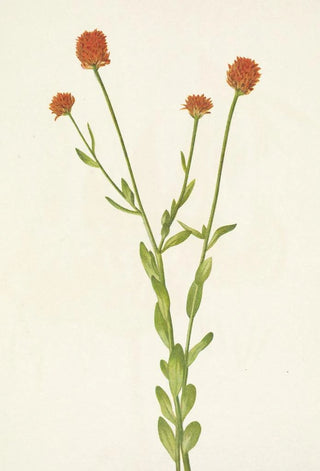 Mary Vaux Walcott - Orange Polygala Polygala lutea.webp