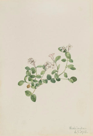 Mary Vaux Walcott - Partridgeberry Mitchella repena.webp