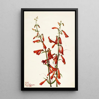 Mary Vaux Walcott - Pentstemon Pentstemon barbatus.webp