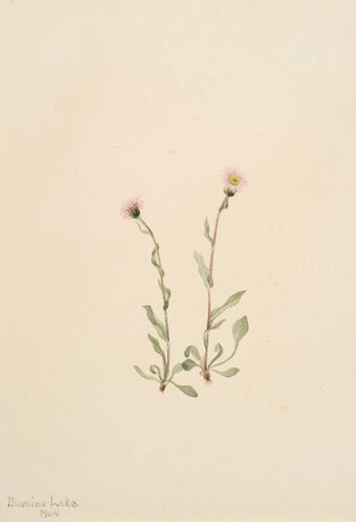 Mary Vaux Walcott - Pink Fleabane Erigeron jucundus.webp