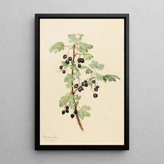 Mary Vaux Walcott - Prickly Currant Ribes lacustre.webp