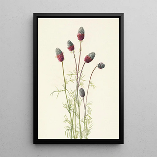 Mary Vaux Walcott - Purple Prairieclover Petalostemon purpureum.webp