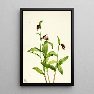 Mary Vaux Walcott - Ramshead Ladys Slipper Cypripedium arietinum.webp