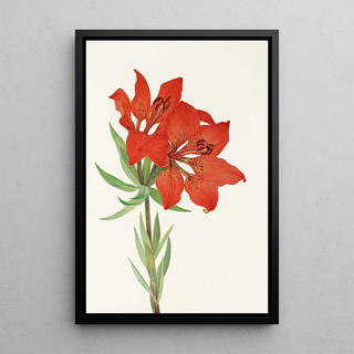 Mary Vaux Walcott - Red Lily Lilium montanum.webp