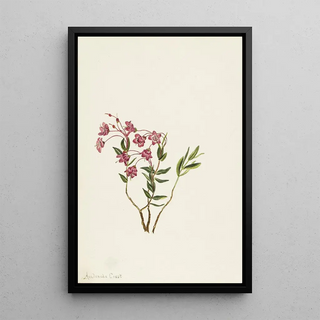 Mary Vaux Walcott - Rocky Mountain Kalmia.webp