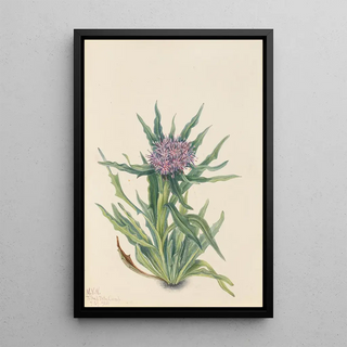 Mary Vaux Walcott - Saussurea Saussurea densa.webp