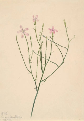 Mary Vaux Walcott - Skeleton Flower Lygodesmia juncea.webp