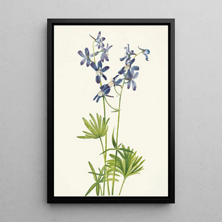 Mary Vaux Walcott - Slim Larkspur Delphinium depauperatum.webp