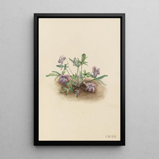 Mary Vaux Walcott - Southern Coast Violet Viola septemloba.webp