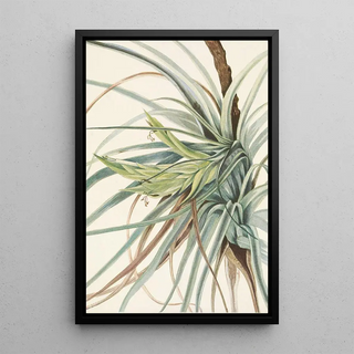 Mary Vaux Walcott - Tillandsia Tillandsia fasciculata.webp