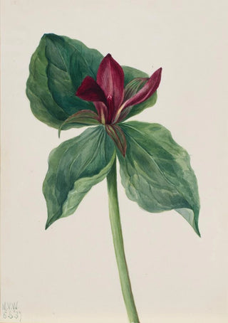 Mary Vaux Walcott - Whippoorwill Flower Trillium H.webp