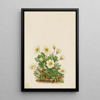 Mary Vaux Walcott - White Dryad Dryas octopetala.webp