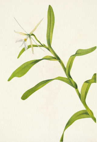 Mary Vaux Walcott - White Epidendrum Epidendrum nocturnum.webp