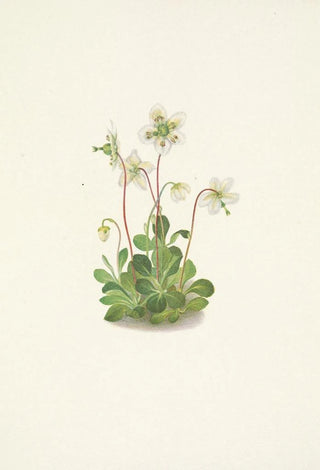 Mary Vaux Walcott - Woodnymph Moneses uniflora (Case Conflict).webp