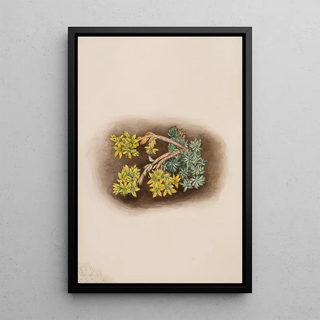 Mary Vaux Walcott - Yellow Stonecrop Sedum stenopetalum.webp