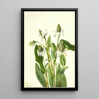 Mary Vaux Walcott - Yerba Mansa Anemopsis californica.webp