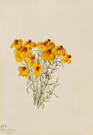 Mary Vaux Walcott - Zinnia Zinnia grandiflora.webp