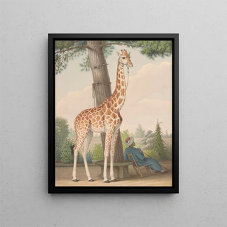 Nicolas Huet The Younger - Study of the Giraffe Given to Charles X by the Viceroy of Egypt.webp