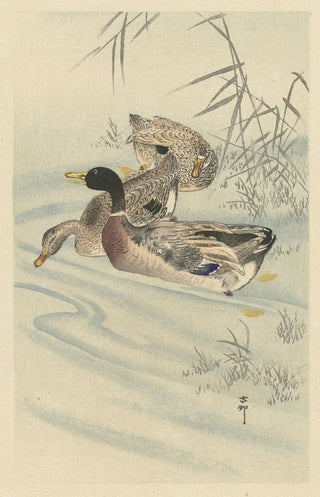 Ohara Koson - Three ducks in shallow water with reed.webp