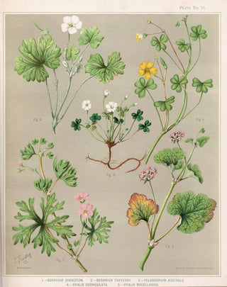 Sarah Featon - 1 Geranium dissectum 2 Geranium traversii 3 Pelargonium australe 4 Oxalis corniculata 5 Oxalis magellanica Plate 16.webp