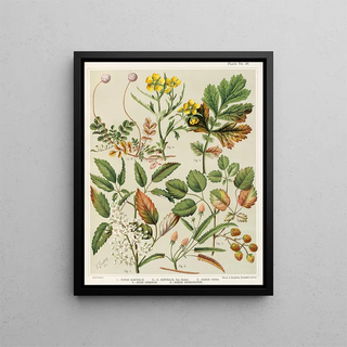 Sarah Featon - 1 Rubus australis 2 R aaustralis var glaber 3 Rubus parva 4 Geum urbanum 5 Acaena sanguisorbce Plate 29.webp