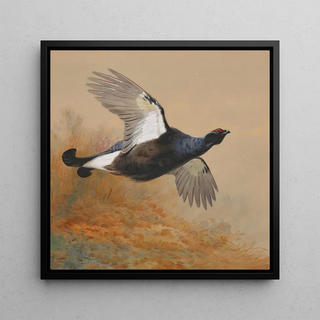 Tétras en vol - Archibald Thorburn