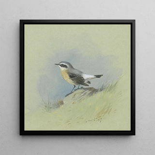 Un Traquet motteux mâle - Archibald Thorburn